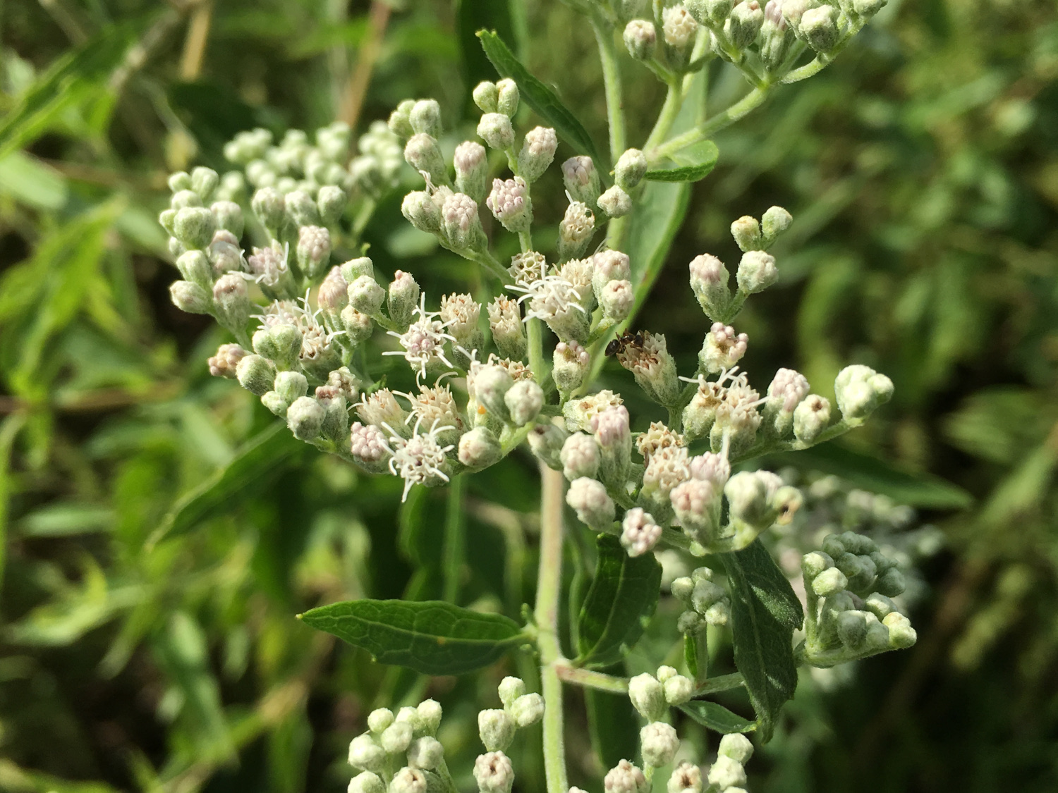 Queen Anne's Lace