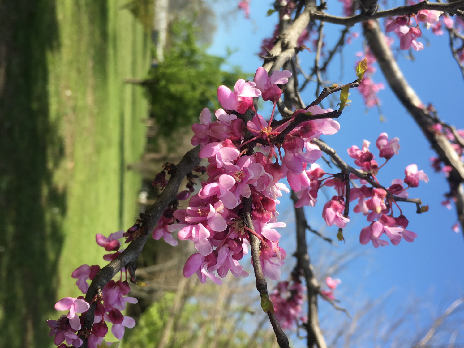 Cherry Tree