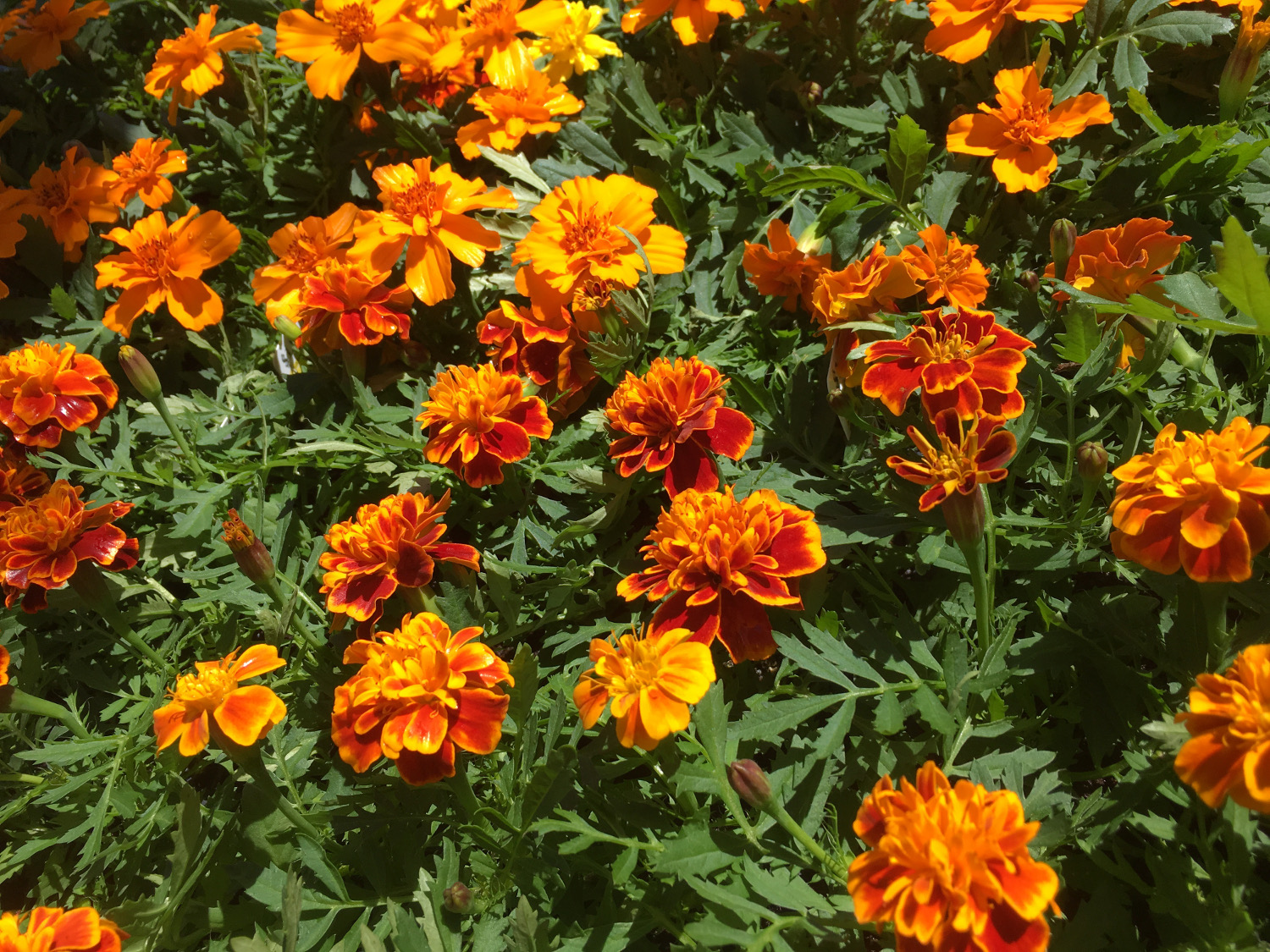 Marigolds