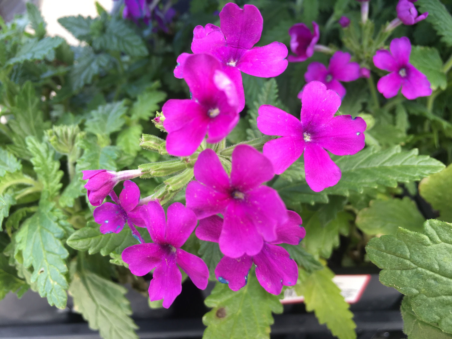 Impatiens