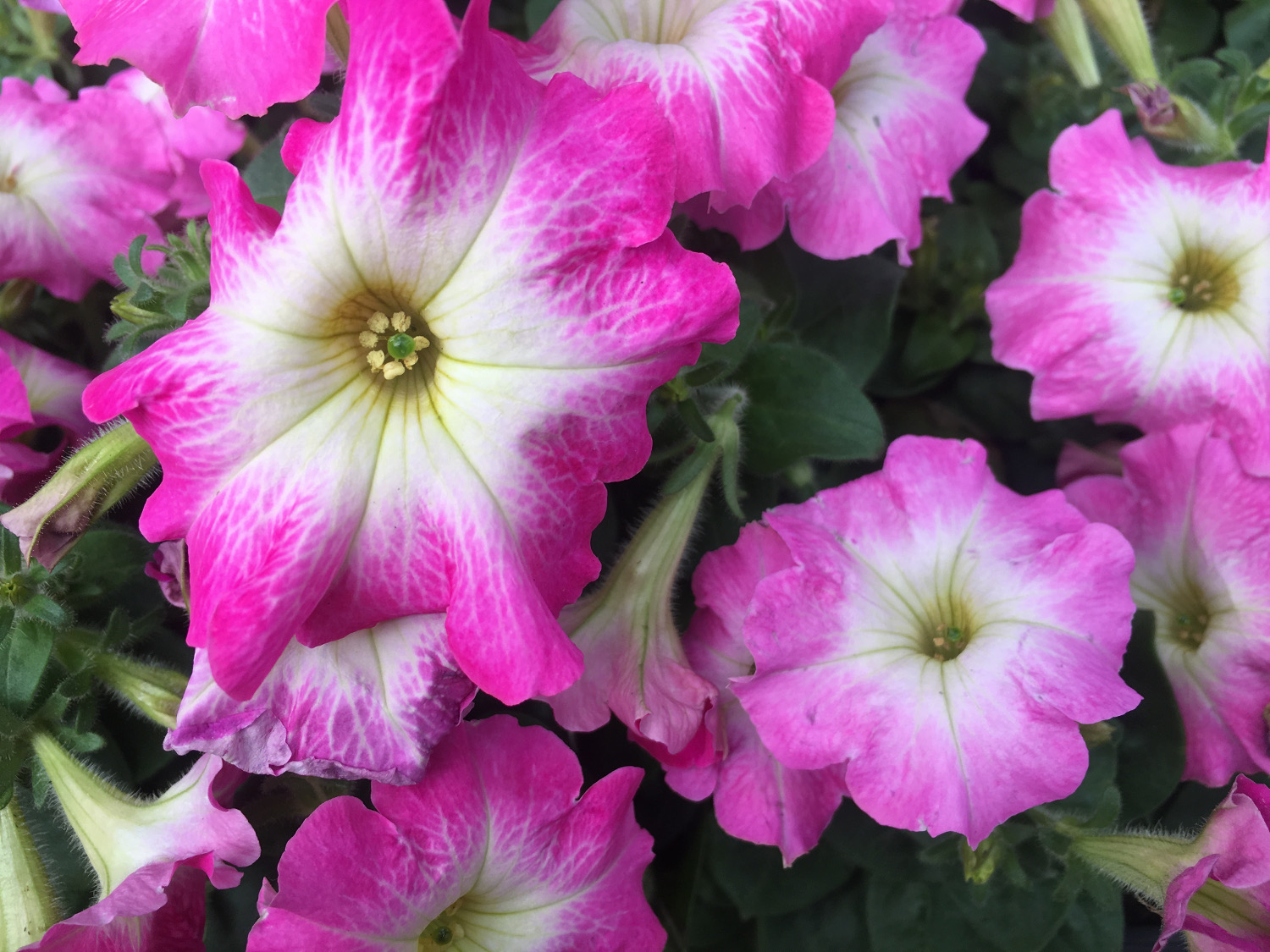 Purple flowers